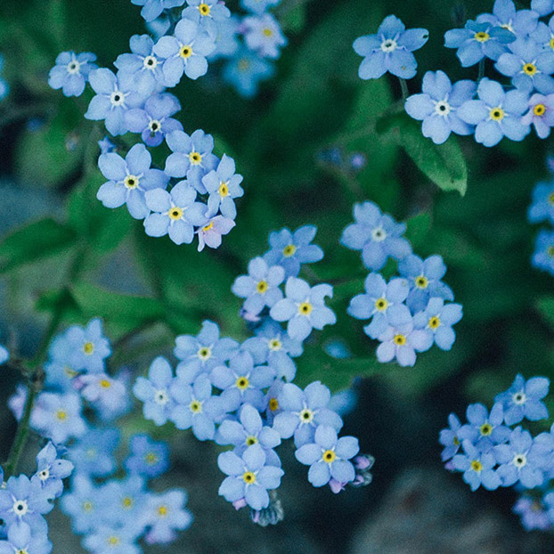 Blaue Blumen.